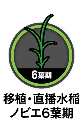移植・直播水稲ノビエ6葉期
