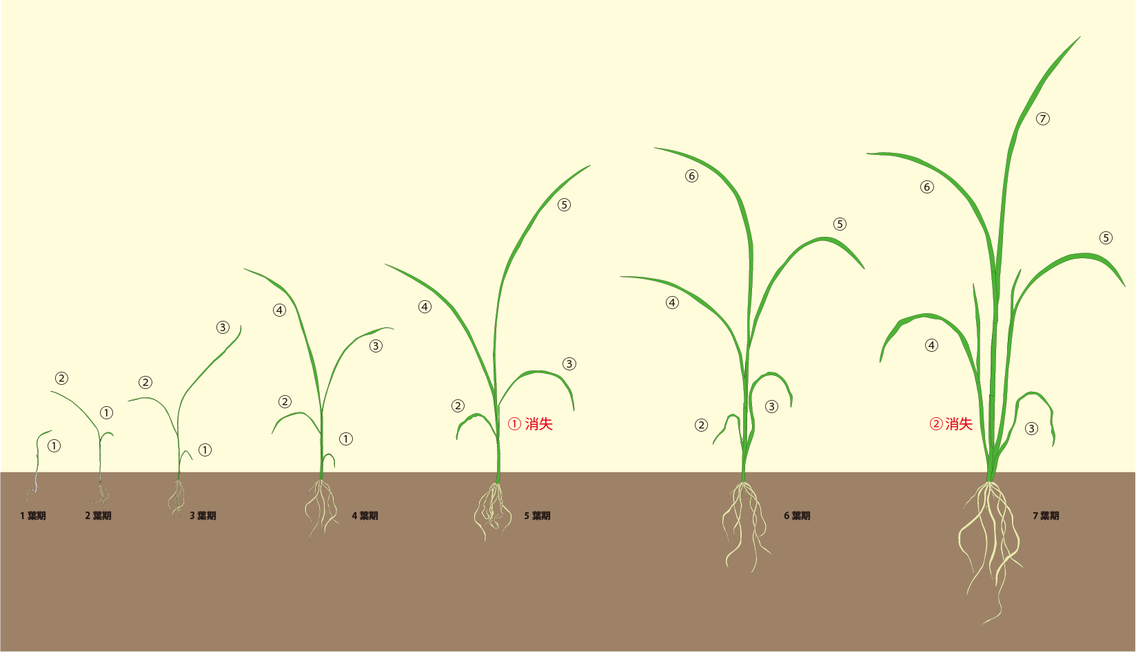 トドメMF剤を効果的に使って頂くためにの画像