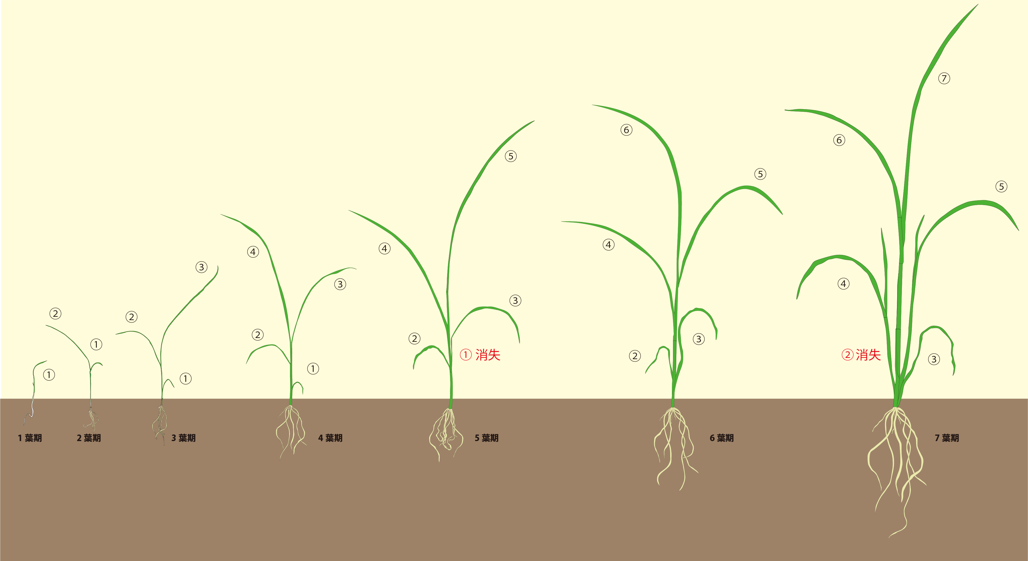 トドメMF剤を効果的に使って頂くためにの画像