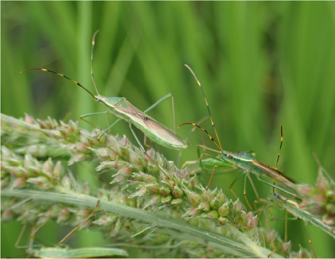 カメムシ類の画像