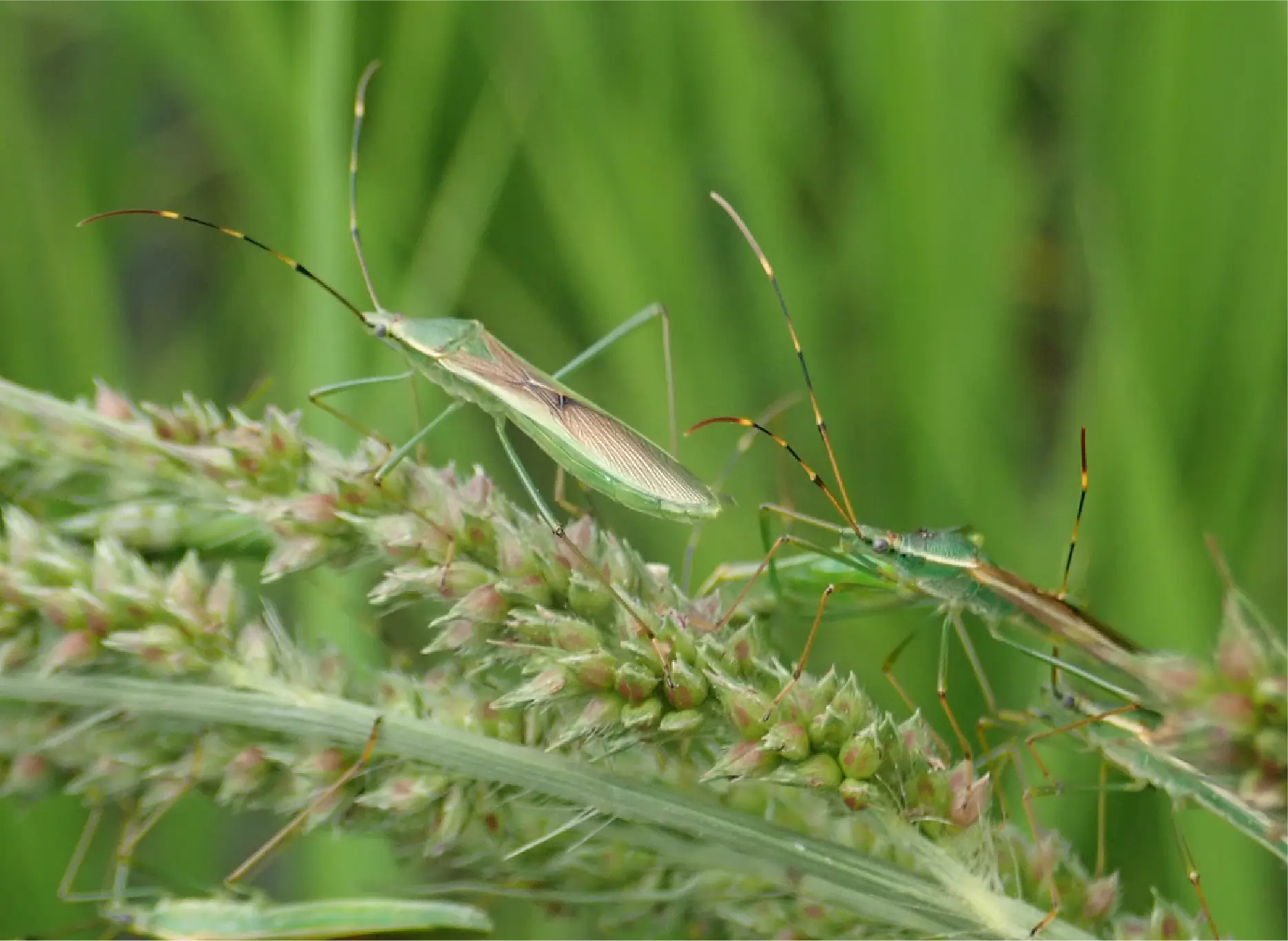 カメムシ類の画像