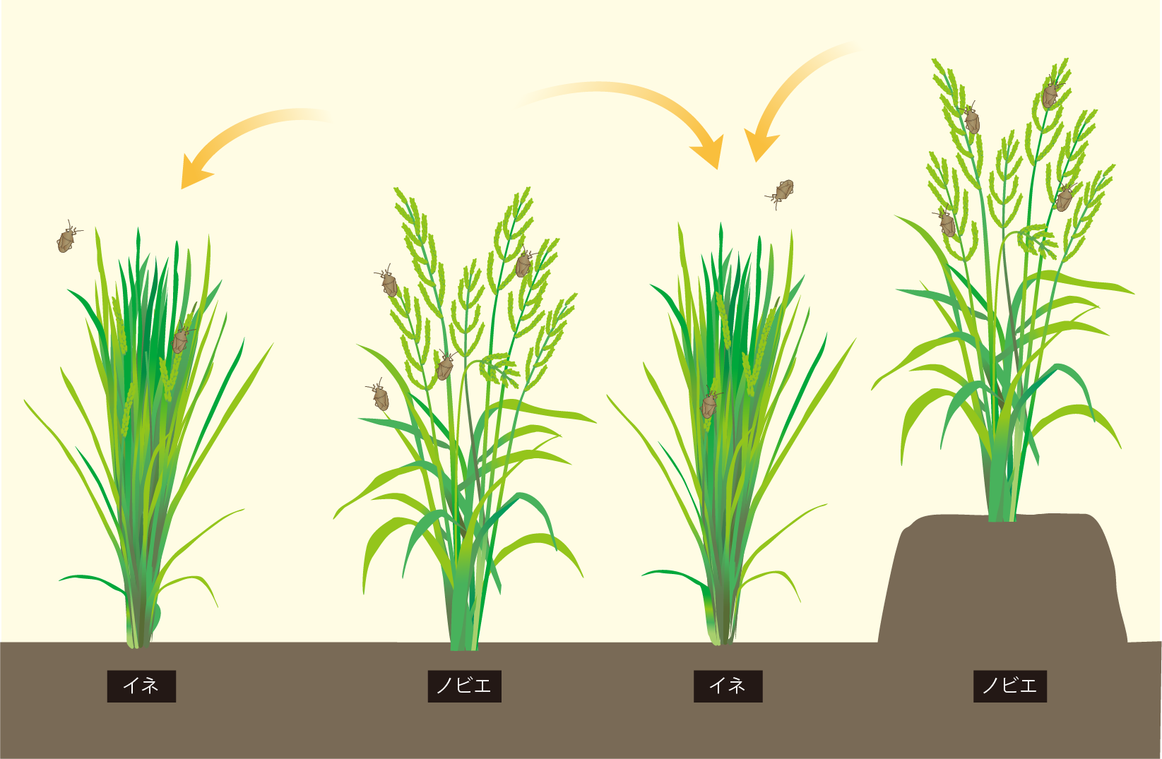 ノビエの穂でふ化したカメムシ類が、イネの出穂に合わせて移動。の画像