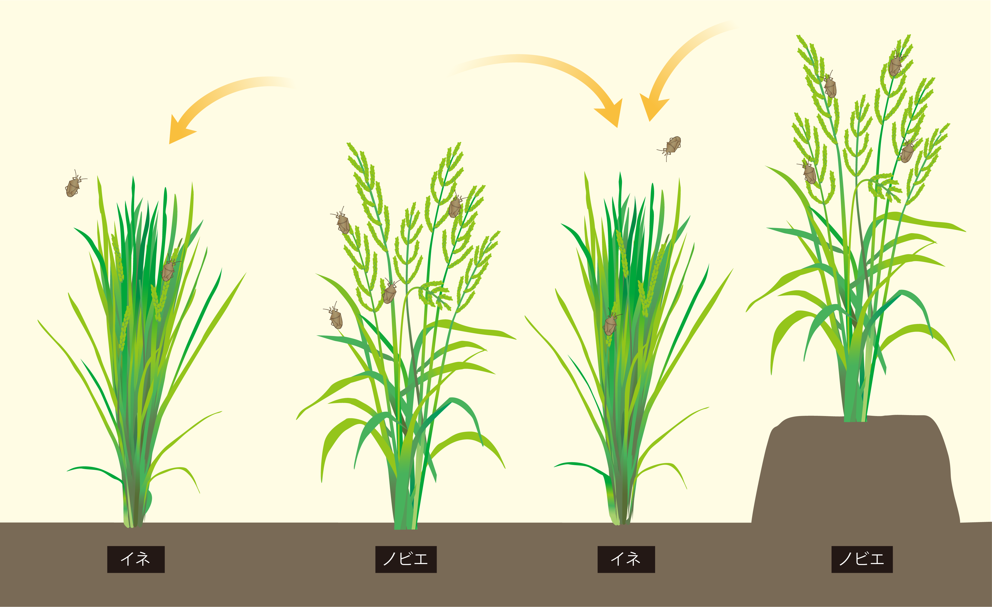 ノビエの穂でふ化したカメムシ類が、イネの出穂に合わせて移動。の画像