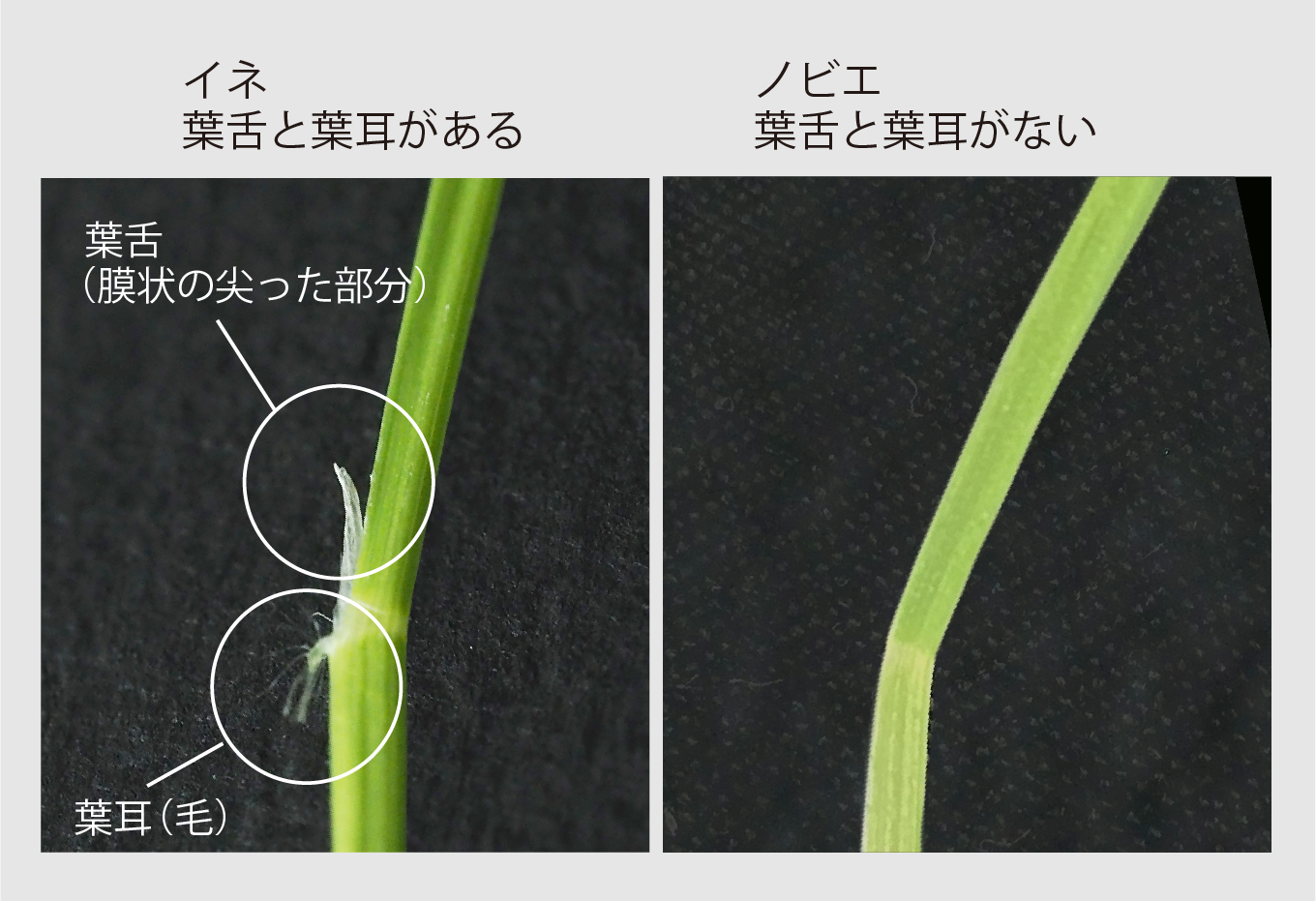 稲とノビエの⾒分け⽅の画像