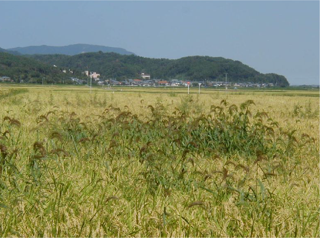 ノビエは問題雑草の画像