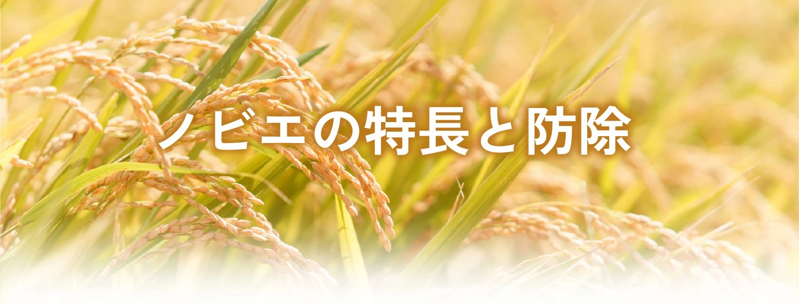 ビエの特長と防除