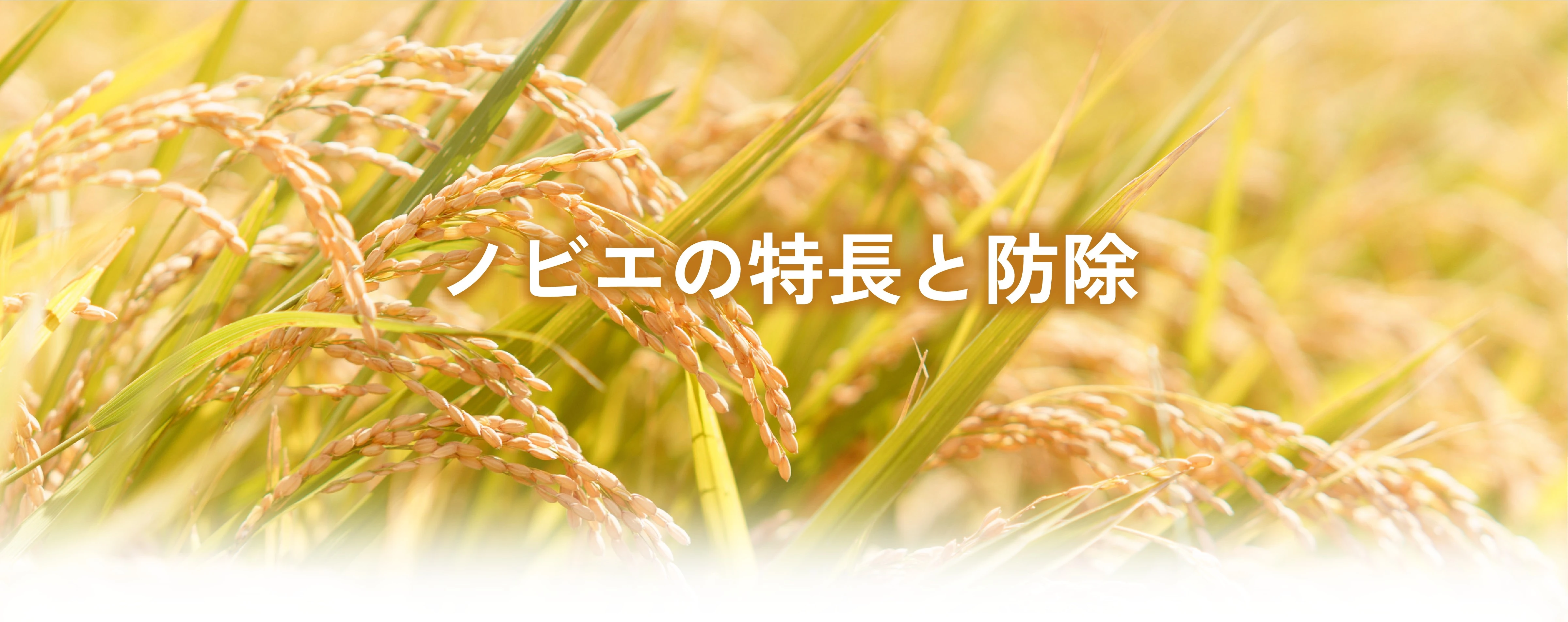 ビエの特長と防除