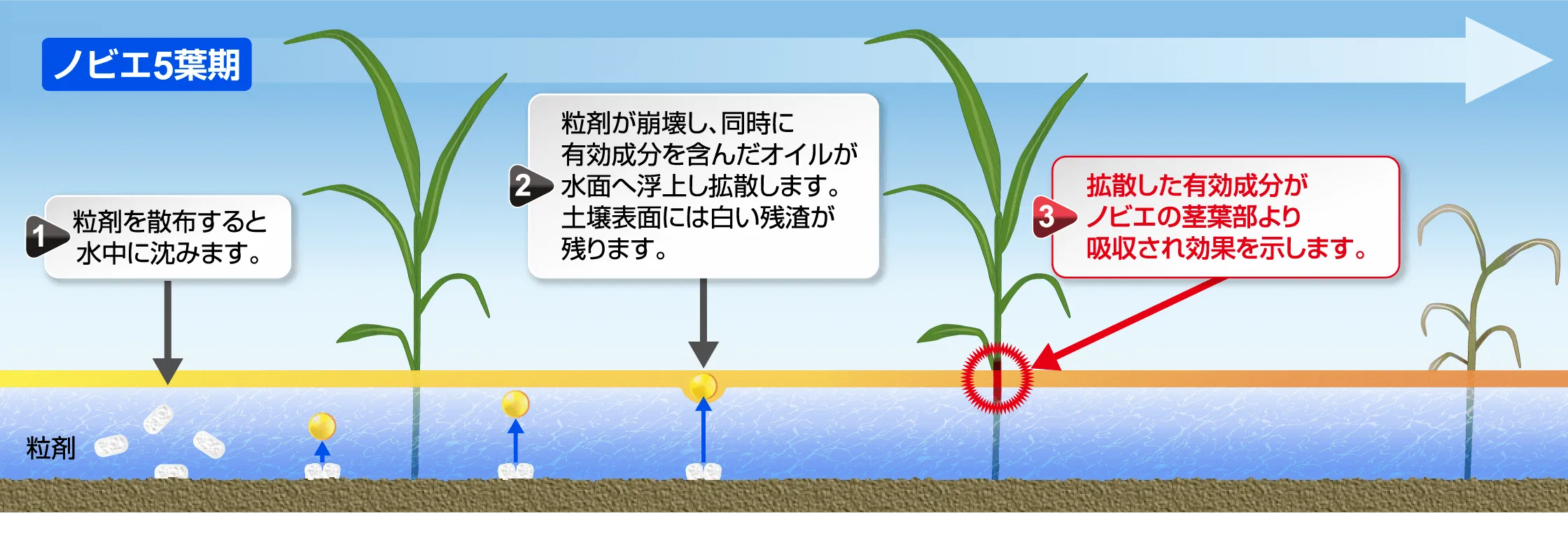 処理時のノビエ葉齢にかかわらず使用量は1kg／10aです